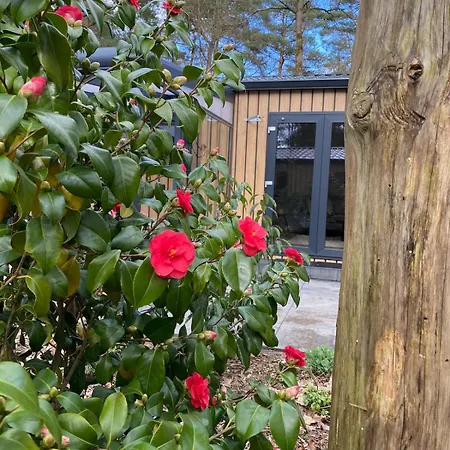 Pimpelmees In Het Bos * Nunspeet