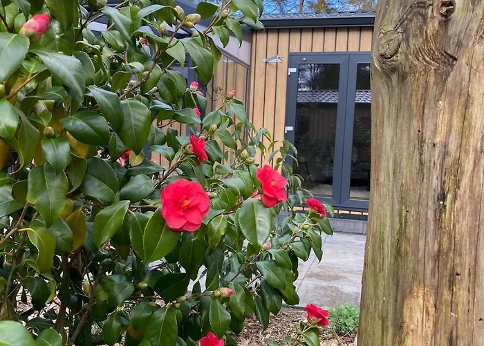 Pimpelmees In Het Bos * Nunspeet